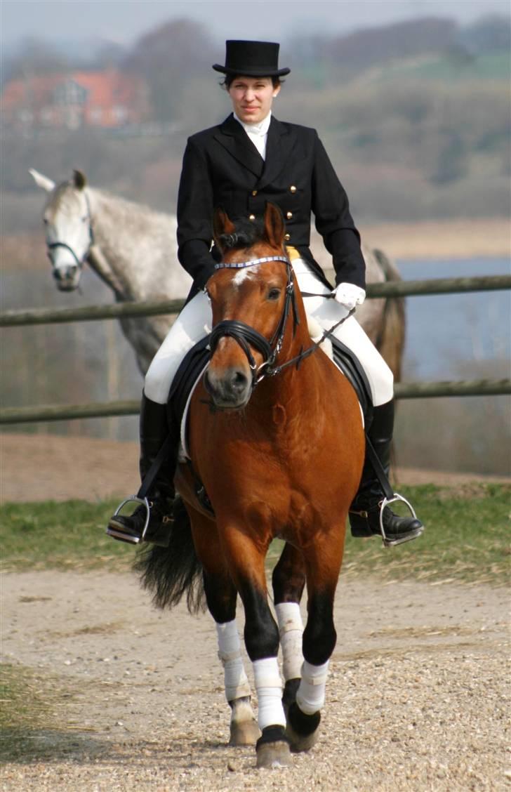 New Forest Horsemosens Navarone NFHR 92 - Viborg Hingstedag 2009 Taget af Camilla Rosenlund billede 7