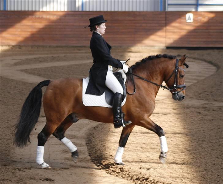 New Forest Horsemosens Navarone NFHR 92 - Viborg hingstedag 2009 Taget af Camilla Rosenlund billede 10