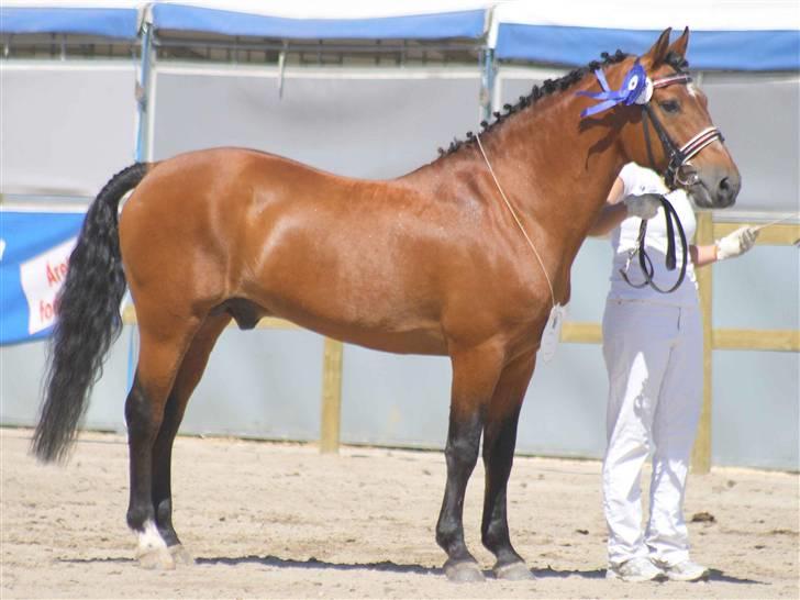 New Forest Horsemosens Navarone NFHR 92 - Roskilde Dyrskue 2008 23 point. Taget af Camilla Rosenlund billede 12