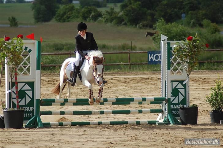 Anden særlig race Tøsen Red SOLGT. <3 - Stævne i KOOR <3 billede 1