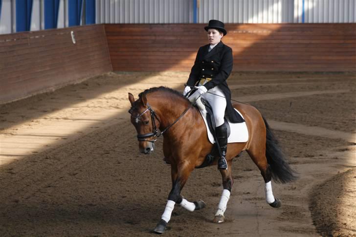 New Forest Horsemosens Navarone NFHR 92 - Hingstedag viborg 2009 Taget af Camilla Rosenlund billede 17