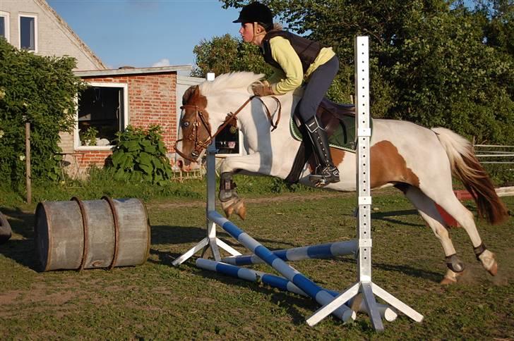 Anden særlig race Tøsen Red SOLGT. <3 - Fordi du kan springe <3 billede 2