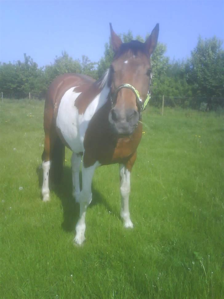 Pinto Fleur billede 9