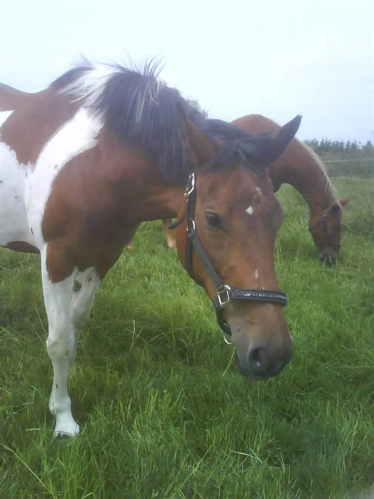 Pinto Fleur - Fleur med Silas i baggrunden. billede 11