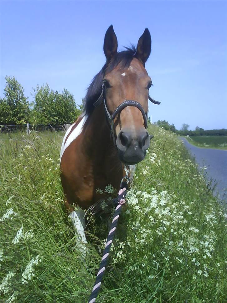 Pinto Fleur billede 14
