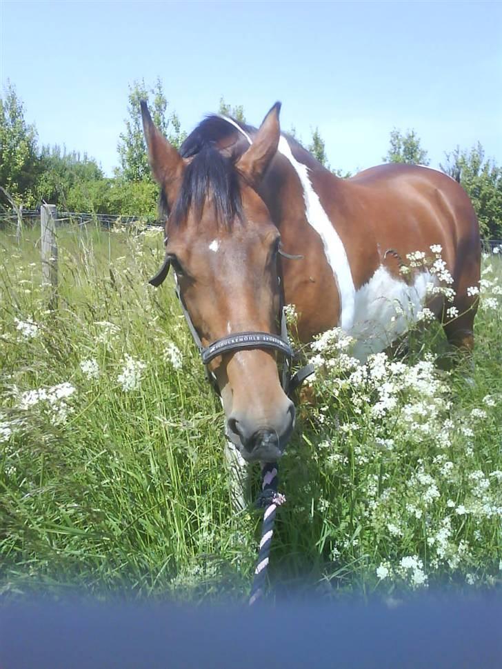 Pinto Fleur billede 16