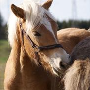 Haflinger Adrian