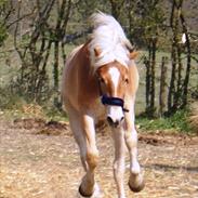 Haflinger Adrian