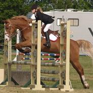 Belgisk Sportspony Casper