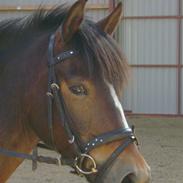 Anden særlig race Bruno Bjørn [himmelhest]