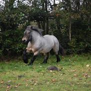 Belgier Martha af Vollerupgårde - R.I.P. d. 7.10.2014