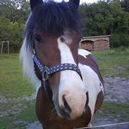 Anden særlig race Moonlight