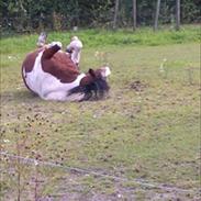 Anden særlig race Moonlight