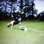 Anden særlig race Moonlight