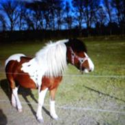 Anden særlig race Moonlight