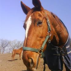 Dansk Varmblod Dane-vangs Red Lady SOLGT