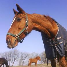 Dansk Varmblod Dane-vangs Red Lady SOLGT