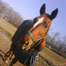 Dansk Varmblod Dane-vangs Red Lady SOLGT