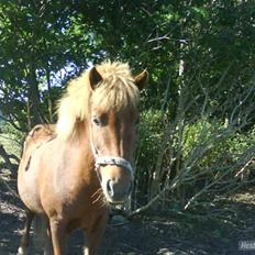 Islænder Silja åsted Mølle