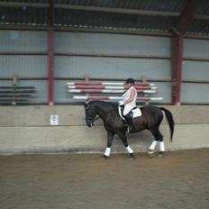Oldenborg Moonlight Shadow