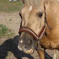 Connemara Engvejens Sunny *SOLGT* 