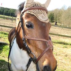 Anden særlig race Klokke Blomst 