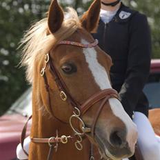 Belgisk Sportspony Casper