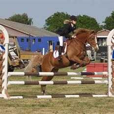 Belgisk Sportspony Casper