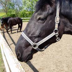 Anden særlig race Lugana