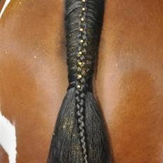 Svensk Varmblod Leia