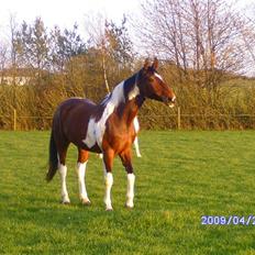 Svensk Varmblod Leia