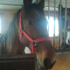 Standardbred [belle] cecilie lobell  solgt 