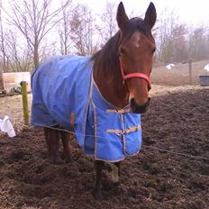 Standardbred [belle] cecilie lobell  solgt 