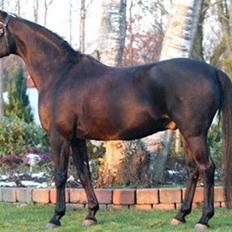 Tysk Sportspony Oleander 