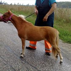 Dansk Miniature Kom - Izza of Eagle R.I.P