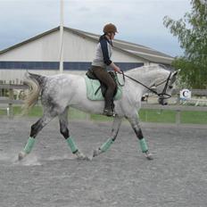 Dansk Varmblod Heslegård's Ronja<3 