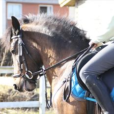 Anden særlig race Chili