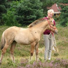 Anden særlig race Cassiopeia *Min Stjerne*