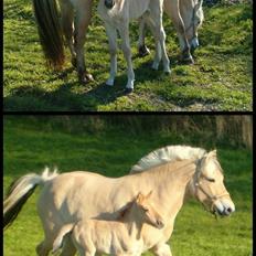 Anden særlig race Cassiopeia *Min Stjerne*