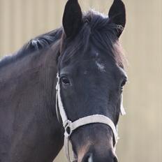 Anden særlig race Prince