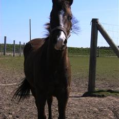 Quarter Frontiers Chico