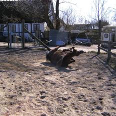 Quarter Frontiers Chico