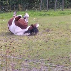 Anden særlig race Moonlight