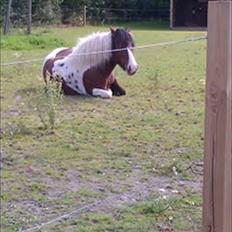 Anden særlig race Moonlight