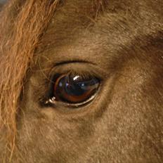 Welsh Pony (sec B) Carola *Min Bedste Ven*