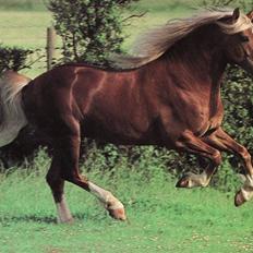 Welsh Cob (sec D) Derwen Two Rivers (R.I.P)
