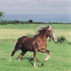 Welsh Cob (sec D) Derwen Two Rivers (R.I.P)