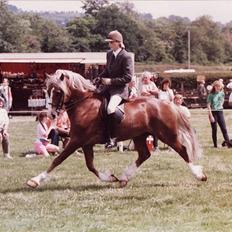Welsh Cob (sec D) Derwen Two Rivers (R.I.P)