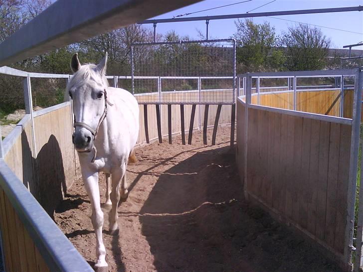 DSP STAR {b-pony} - Star i skridtmaskinen. yderst godt billede :b eller. billede 14
