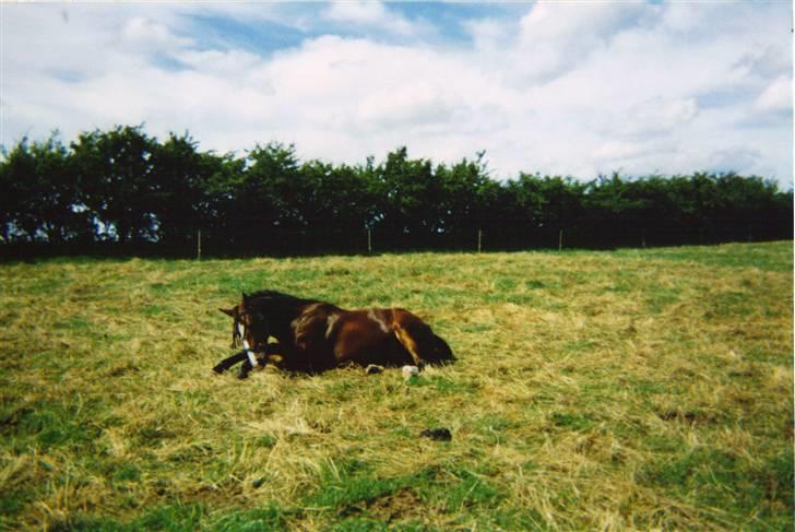 Oldenborg stidsbjergs Jarl  "DØD" billede 17